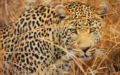 Experience It – The Story Behind Moremi Game Reserve, Botswana