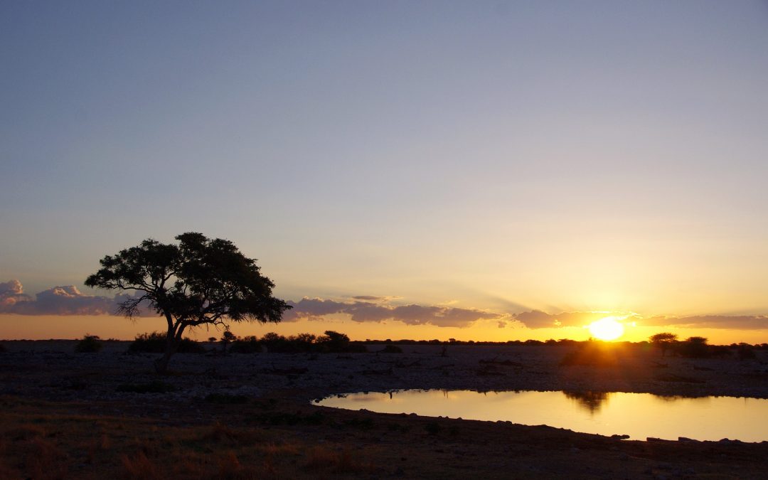 Experience It: Etosha National Park: All You Need to Know