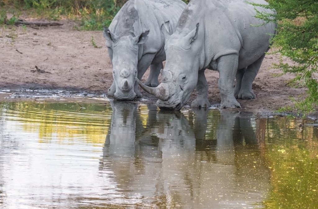 Experience It: Khama Rhino Sanctuary – Botswana’s Animal Community