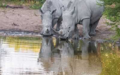 Experience It: Khama Rhino Sanctuary – Botswana’s Animal Community