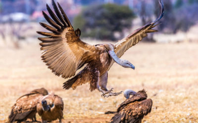 Experience It: Manyelanong Game Reserve – Vulture’s Refuge