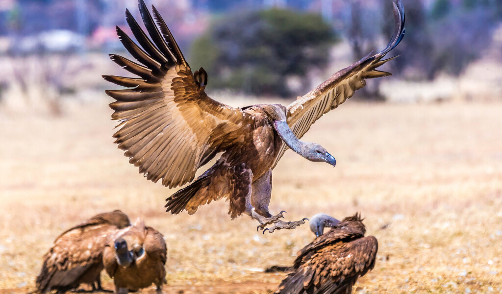 Experience It: Manyelanong Game Reserve – Vulture’s Refuge
