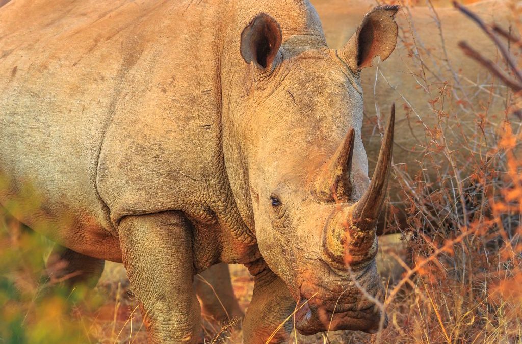 Experience It Zimbabwe: Walking With Rhinos