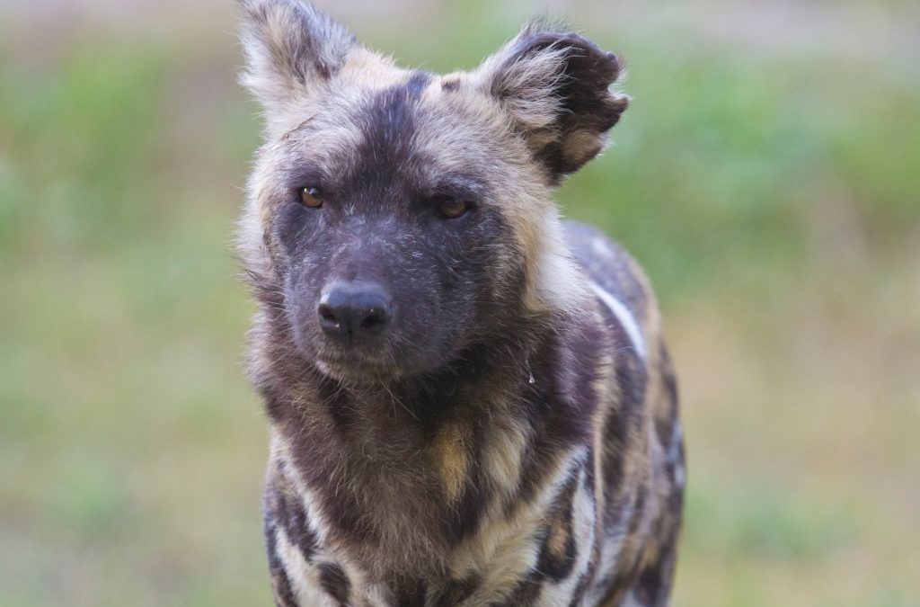 Experience It Zimbabwe: The African Wild Dog Paints Hwange Red