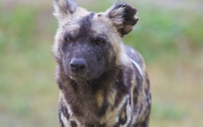 Experience It Zimbabwe: The African Wild Dog Paints Hwange Red